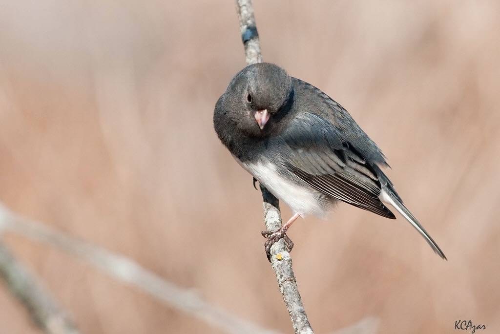 Dark-eyed Junco by Kelly Colgan Azar is licensed under CC BY-ND 2.0